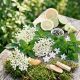 Elderflower & Garden Mint Parfümöl